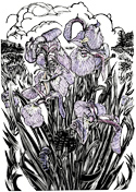 wild iris wood engraving thumbnail